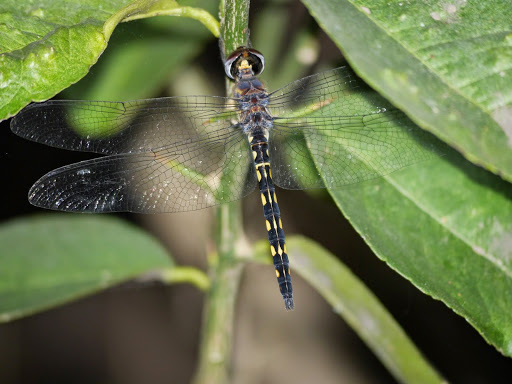 Ringed Cascader