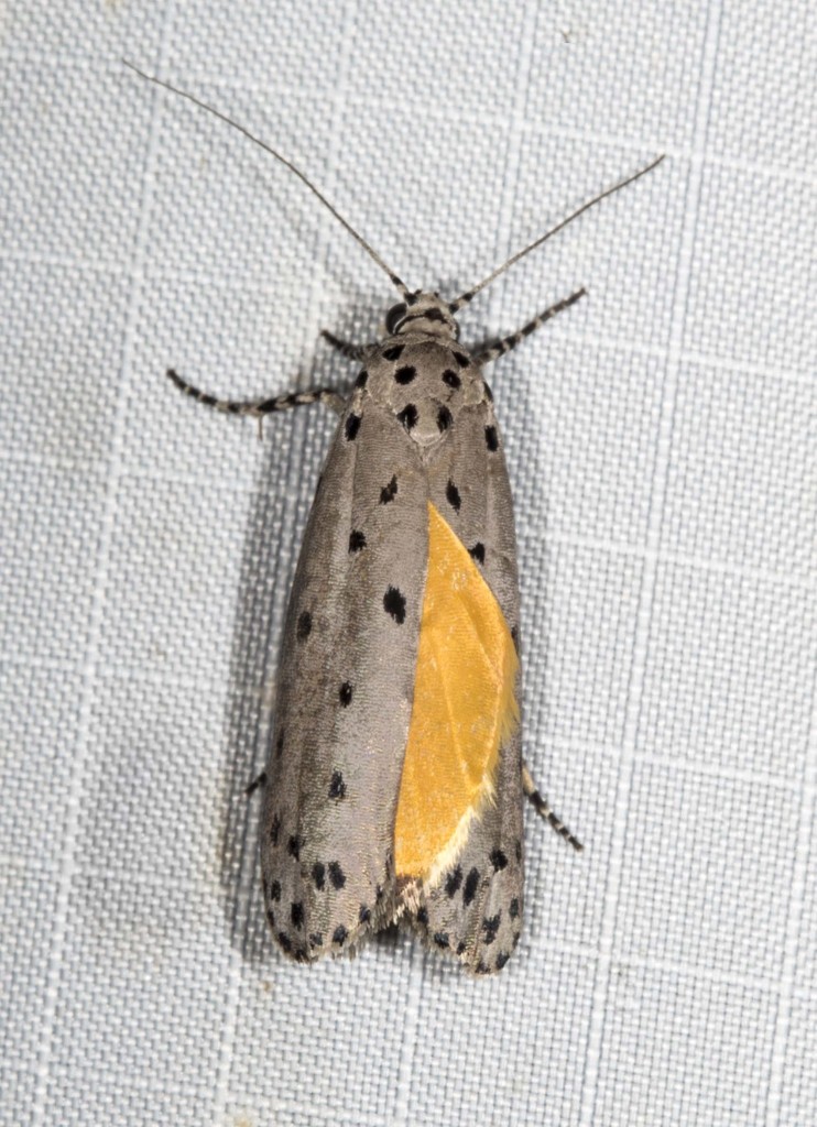 Ethmia praeclara