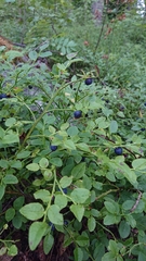 Vaccinium myrtillus
