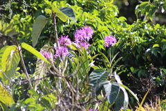 Image of Epidendrum blepharistes