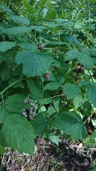 Rubus idaeus