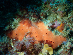 Dragmacidon mexicanum