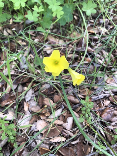 iNaturalist observation photo of Bermuda buttercup