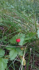 Fragaria vesca