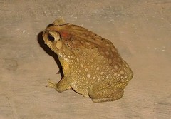 Duttaphrynus melanostictus