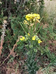 Erysimum odoratum