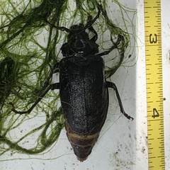 Prionus laticollis