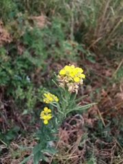 Erysimum odoratum
