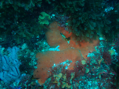 Dragmacidon mexicanum