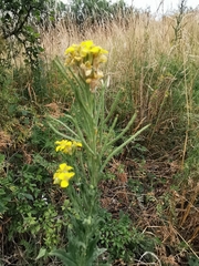 Erysimum odoratum