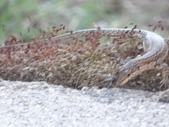 Podarcis guadarramae