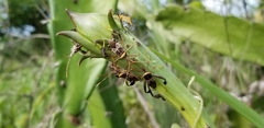 Leptoglossus subauratus