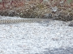 Podarcis guadarramae