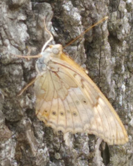 Apaturinae