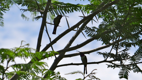 Mexican Sheartail