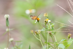 Anthanassa frisia