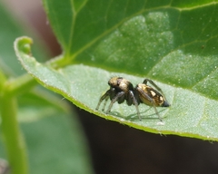 Heliophanus apiatus