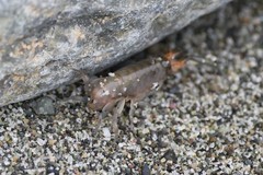Megalorchestia pugettensis