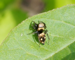 Heliophanus apiatus