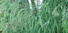 Calamagrostis purpurea