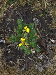 Haplocarpha rueppelii