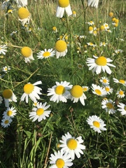 Tripleurospermum inodorum