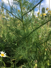 Tripleurospermum inodorum