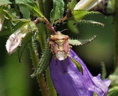 Carpocoris purpureipennis