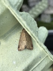 Photedes minima