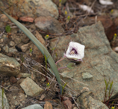 Calochortus elegans nanus