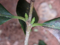 Picconia excelsa image