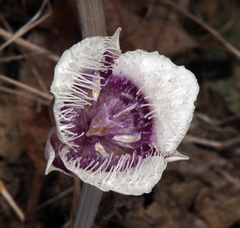 Calochortus elegans nanus