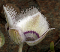 Calochortus elegans nanus