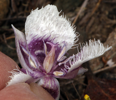 Calochortus elegans nanus