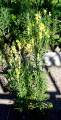 Linaria vulgaris