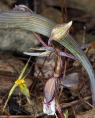 Calochortus elegans nanus