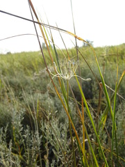 Allium praescissum