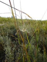 Allium praescissum