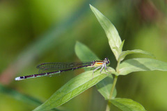 Enallagma vesperum