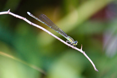 Enallagma vesperum