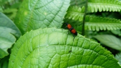 Rhodobaenus