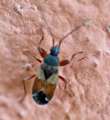 Eremocoris abietis