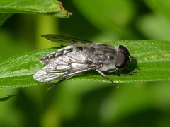 Tabanus reinwardtii