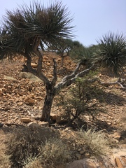 Dracaena ombet