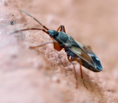 Eremocoris abietis