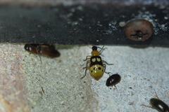 Paranapiacaba connexa