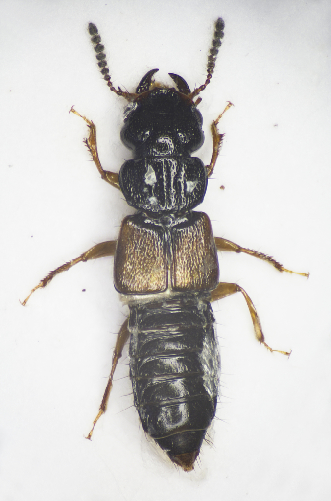 Anotylus inustus