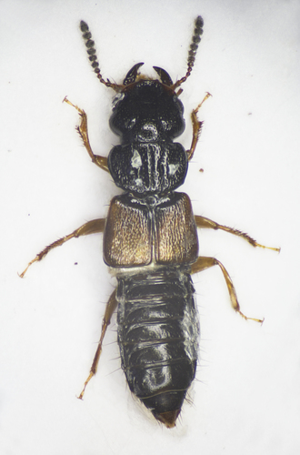 Representative image of Anotylus inustus