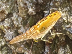 Apaturinae