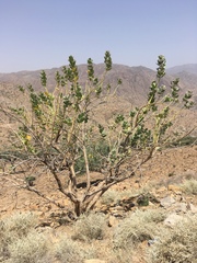 Calotropis